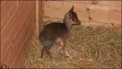 Quel est le principal moyen de d&eacute;fense du dik-dik face &agrave; un pr&eacute;dateur ?