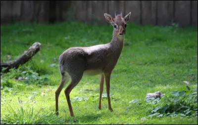 Quel est aujourd'hui le statut de conservation de la plupart des esp&egrave;ces de dik-diks ?