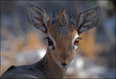 Pourquoi cette antilope porte-t-elle le nom de &laquo; dik-dik &raquo; ?