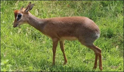 Quelle est la particularit&eacute; du museau du dik-dik ?