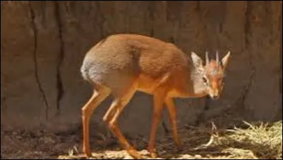Quel comportement social caract&eacute;rise le dik-dik ?