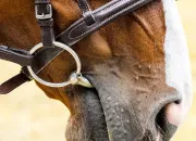 Quiz Quiz Galop 4 - théorie