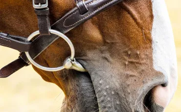 Quiz Galop 4