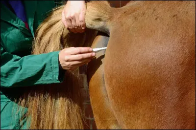 Les principales normes physiologiques - S&eacute;lectionnez la temp&eacute;rature corporelle d'un cheval au repos :