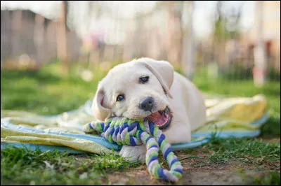 Qu'a-t-on fix&eacute; d'essentiel avec la journ&eacute;e mondiale du chien ?