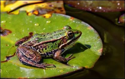 La grenouille se repose au creux du n&eacute;nufar/n&eacute;nuphar, puis elle sauteQuel type de phrase est-ce ?