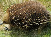 Quiz Un animal en E : l'échidné