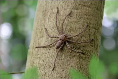 Vrai ou faux ?Certaines araign&eacute;es vivent dans des fleurs.