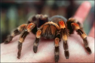 Combien y a-t-il d'esp&egrave;ces d'araign&eacute;es dans le monde ?