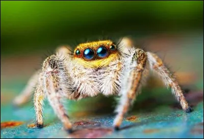 De quelle famille sont les araign&eacute;es ?