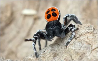 Dans quelle(s) zone(s) du monde vivent principalement les araign&eacute;es dangereuses pour l'Homme ?