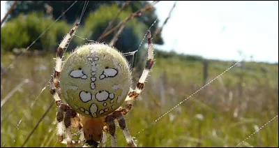 Quelle est la taille de la plus grande araign&eacute;e du monde ?