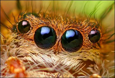 Et quelle est la taille de la plus petite araign&eacute;e au monde ?