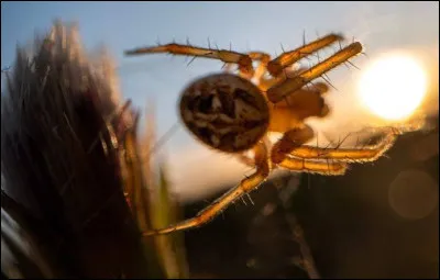 Les araign&eacute;es sont-elles ovipares ou vivipares ?