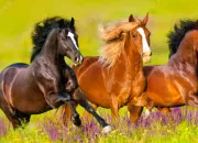 Quiz Réussir ton Galop 1 à tous les coups !