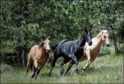 Pour le Galop 1, il faut connaitre les r&egrave;gles de s&eacute;curit&eacute;. Lesquelles sont correctes ?
