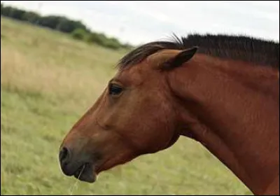 Rep&eacute;rer l'humeur du cheval : Quelle partie du corps de l'animal regardes-tu pour connaitre son humeur ?