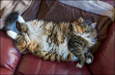 Si tu as un chat, quel est son pelage ? (Si tu n'en as pas, tu mets simplement un pelage que tu aimes.)
