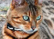 Quiz ~ Quiz sur le bengal ~