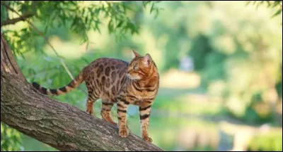Le bengal est originaire :