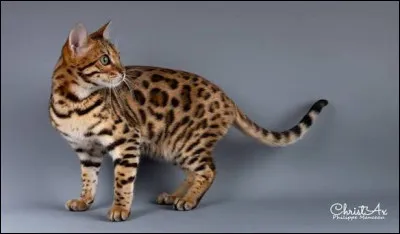 Comment est son caract&egrave;re ?