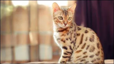 Quel est le poids moyen d'un bengal ?