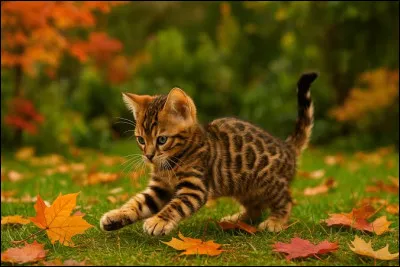 Vrai ou faux ?Le bengal aime barboter dans l'eau.
