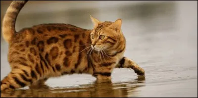 Le bengal n'est pas dou&eacute; pour :