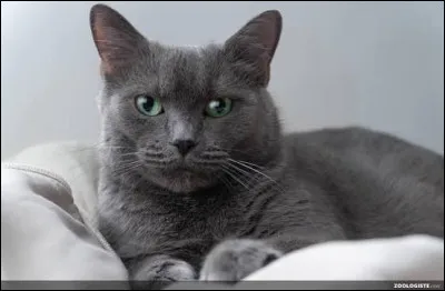 Ce chat est :