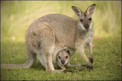 Canberra est la capitale de l'Australie.