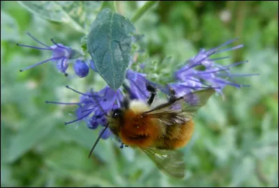 T'es-tu d&eacute;j&agrave; fait piquer par un insecte de la famille des abeilles (abeilles, gu&ecirc;pes, bourdons, frelons) ?