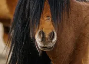 Quiz Devine les mots d'équitation !