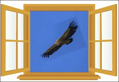 Quel est le nom de cet oiseau, un rapace n&eacute;crophage ?