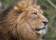 Test Quel animal te correspond ?