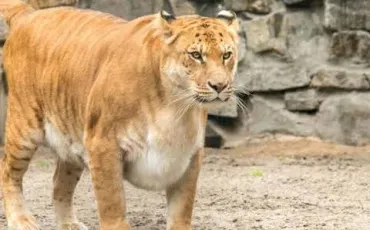 Quiz Animaux bizarres