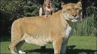 Le ligre est n&eacute; de l&rsquo;union entre une lionne et un tigre.