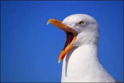 Animal : Quel est l'animal embl&eacute;matique du Mexique ?