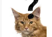 Quiz Qui se cache derrière le chat ?