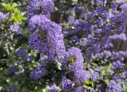 Quiz Sauras-tu reconnaître ces plantes ?