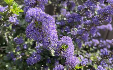 Quiz Plantes