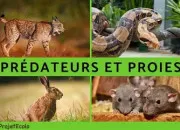 Test Prédateur ou proie ?