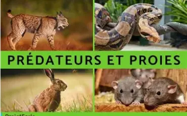 Quiz Test de personnalité