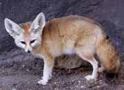Quiz Un animal en F : le fennec