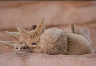 Le fennec vit le plus souvent...