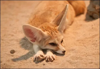 Dans quel d&eacute;sert vit principalement le fennec ?
