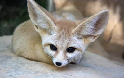 Les grandes oreilles du fennec lui servent notamment &agrave;...