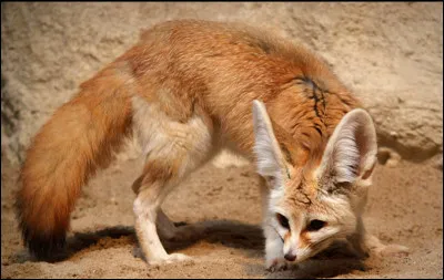 Quelle adaptation aide le fennec &agrave; marcher sur le sable br&ucirc;lant ?