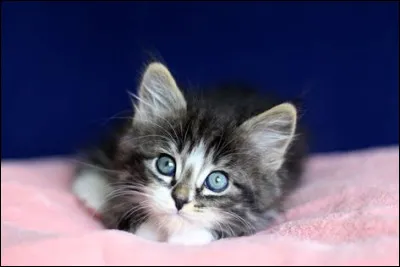 Et connais-tu son nom de chaton et son nom d'apprentie ?