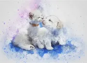 Test Chien ou chat, qui es-tu vraiment ?