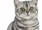 Quiz ~ Quiz sur l'american shorthair ~